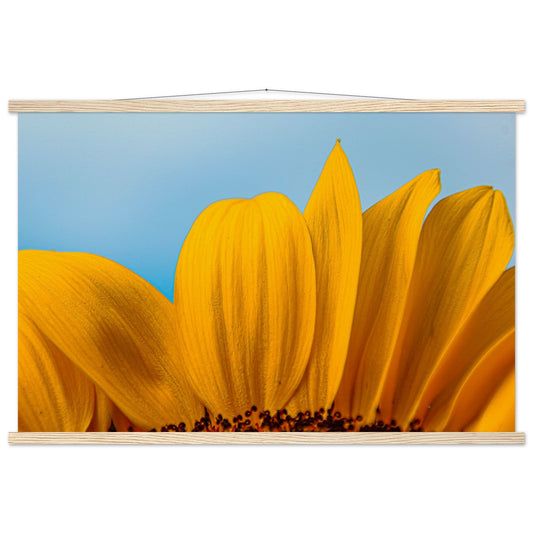 Sunflower close-up premium poster with wooden frames