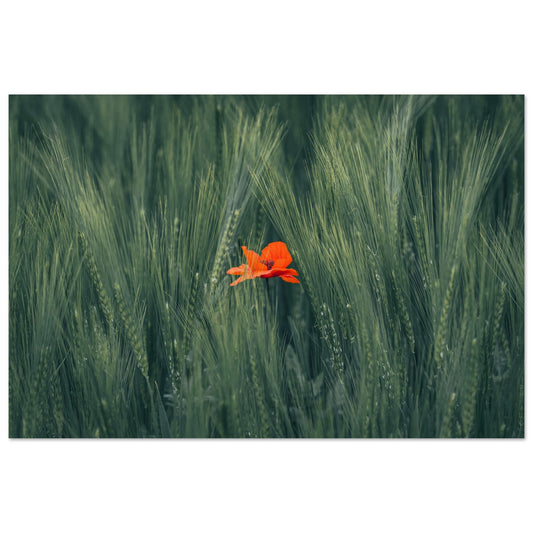 Red Flower in Green Wheat Field - Premium Poster