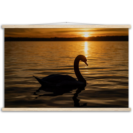 Swan in the sunset premium poster with wooden frames