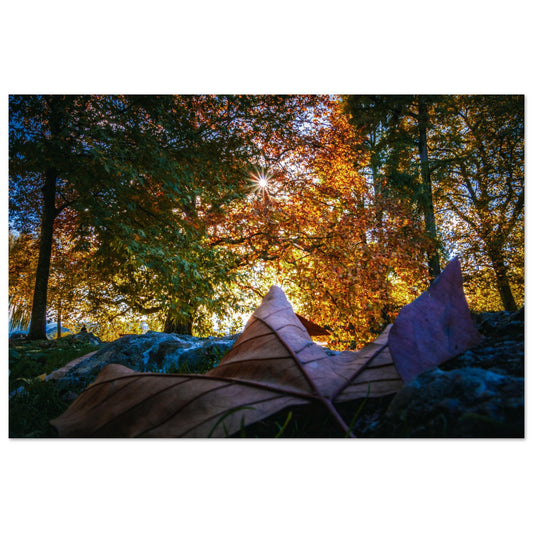 Autumnal artwork as a Forex print